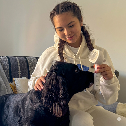 Bathe Your Dog Without Water